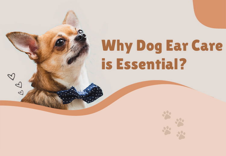 Dog Ear Care is Essential